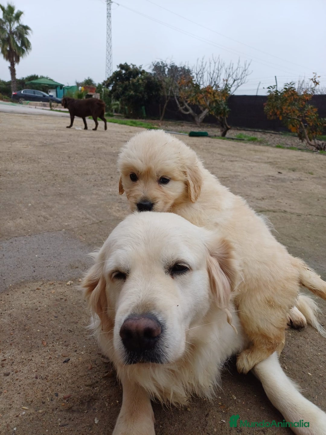Golden Retriever perros en venta: Golden  - Anuncio 5