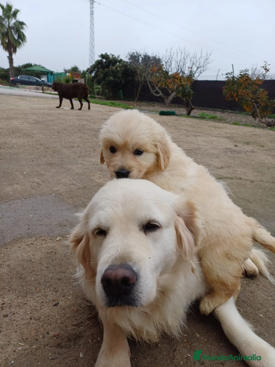 Golden Retriever perros en venta: Golden  - Anuncio 5