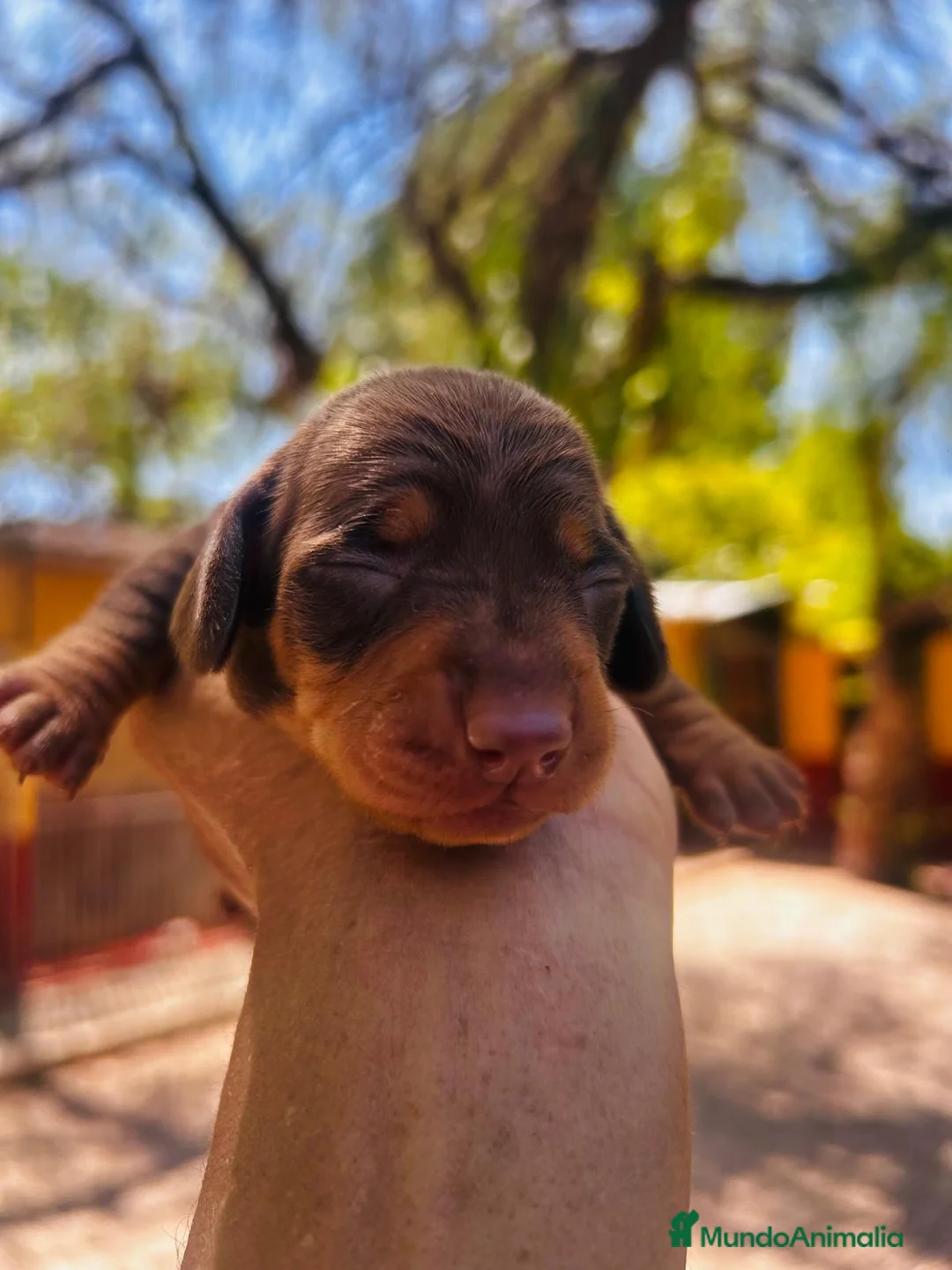 Teckel Miniatura perros en venta: Teckel Kaninchen. Excelente pedigree - Anuncio 1