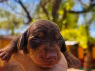 Teckel Miniatura perros Teckel Kaninchen. Excelente pedigree - Anuncio 1
