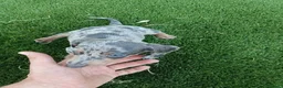 Teckel Miniatura perros en venta: Exclusivos Teckel Arlequin Blue - Anuncio 2