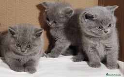 Británico de Pelo Corto Azul gatos en venta: British Shorthair  - Anuncio 7