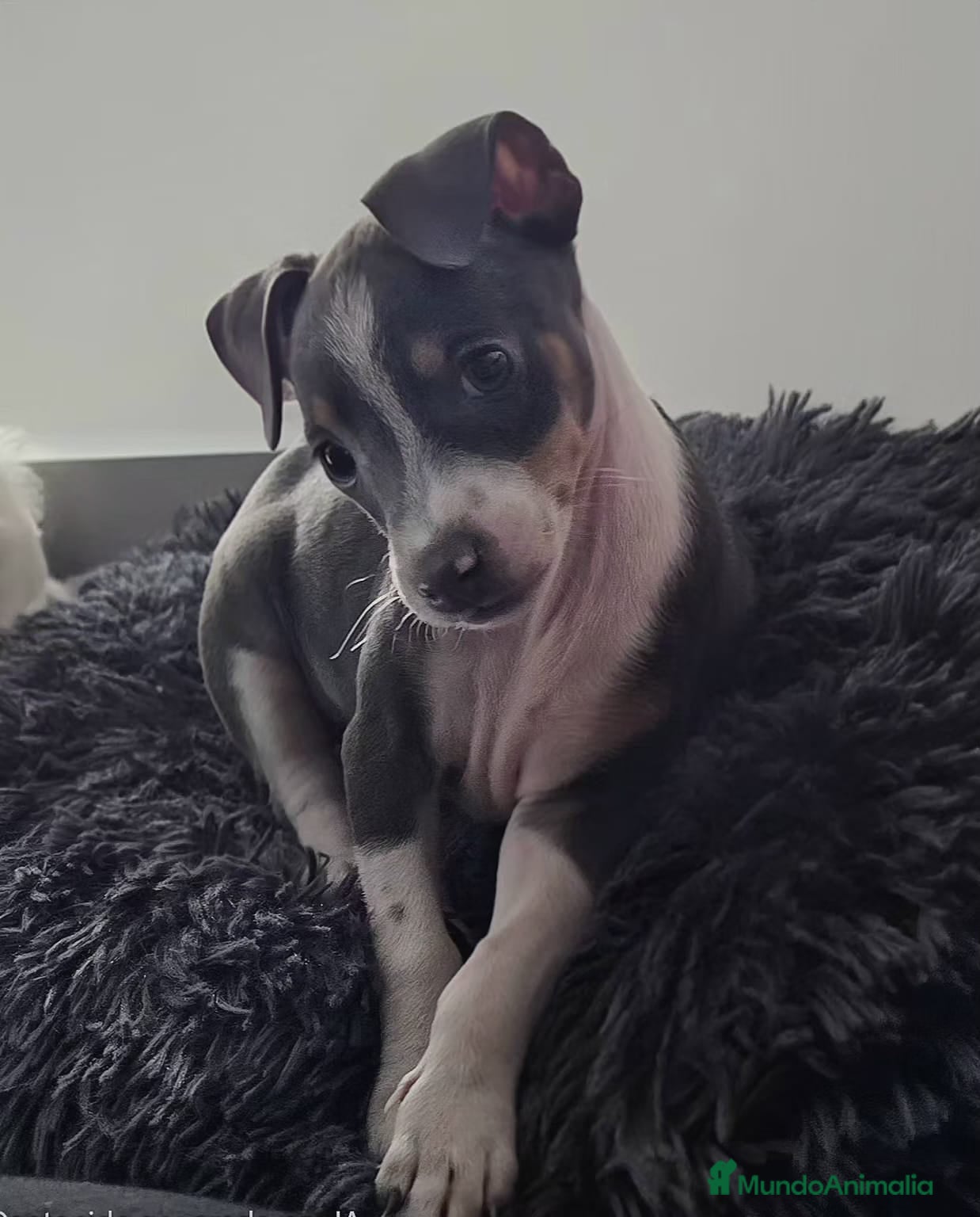 Pinscher Miniatura perros Pincher - Anuncio 4