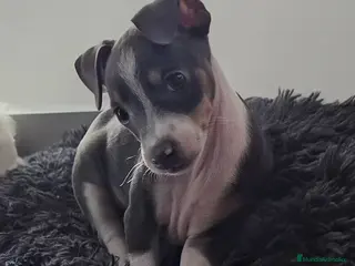 Pinscher Miniatura perros Pincher - Anuncio 4