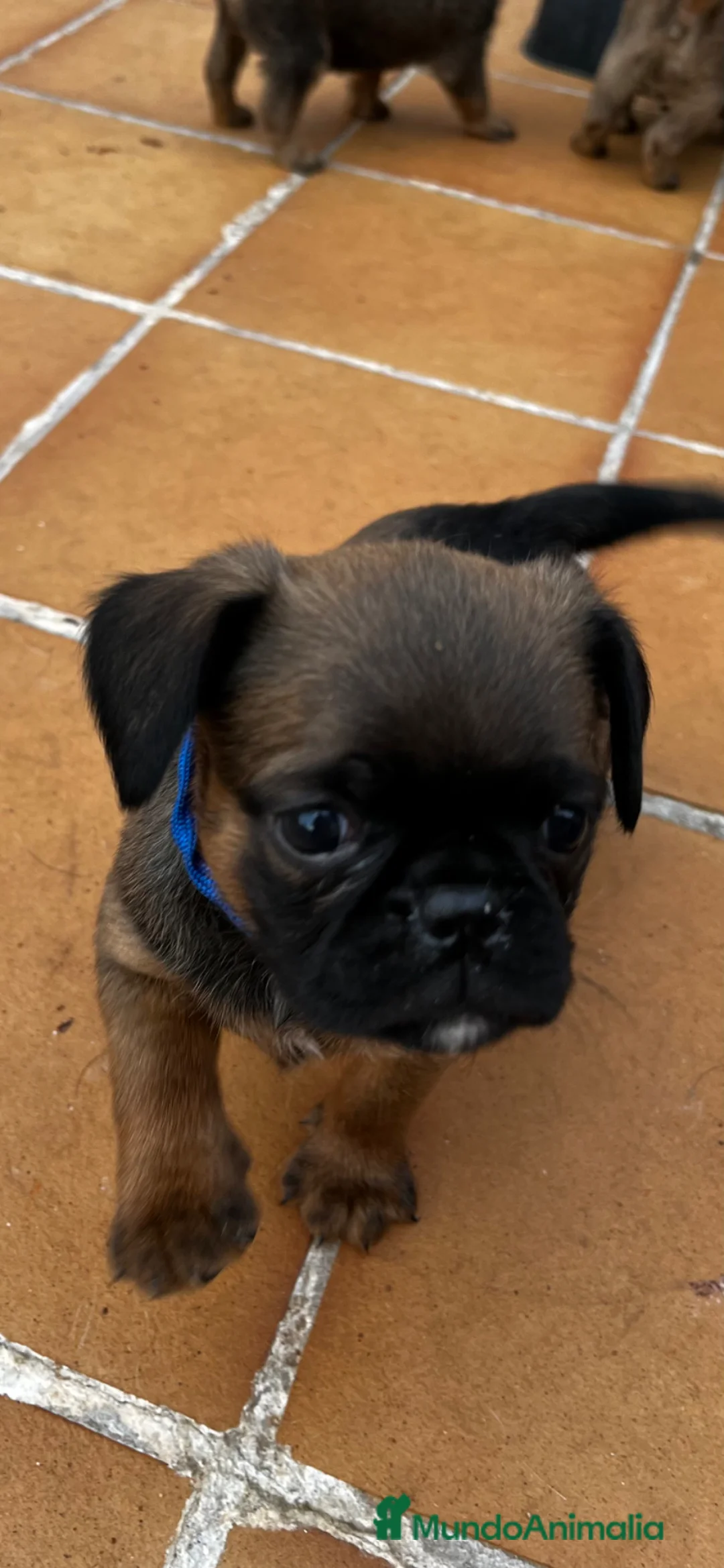 Petit Brabançon perros en venta: Petit Brabançon  - Anuncio 15