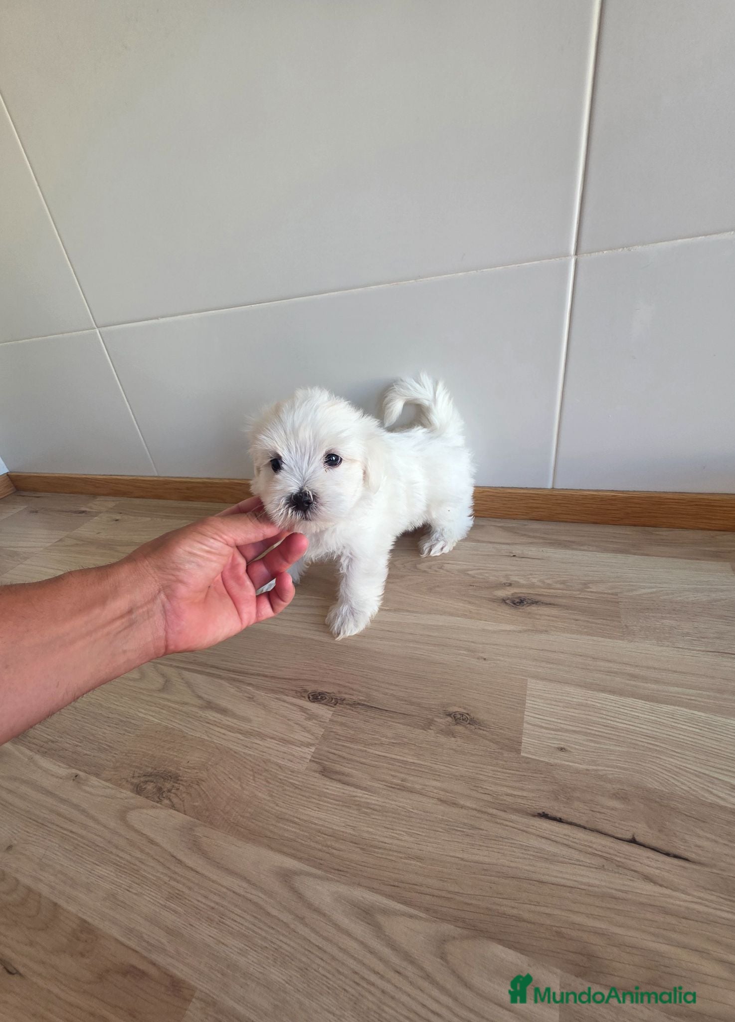 Bichón Maltés perros DISPONIBLE BICHON MARTES MACHO  - Anuncio 1