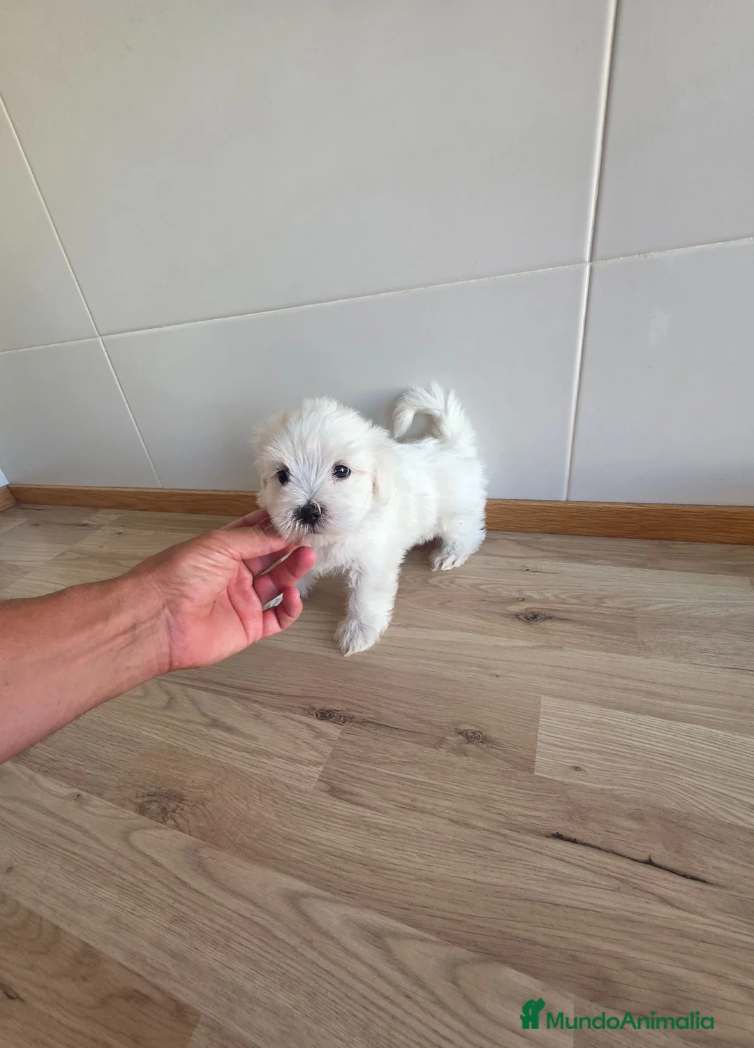 Bichón Maltés perros en venta: DISPONIBLE BICHON MARTES MACHO  - Anuncio 1