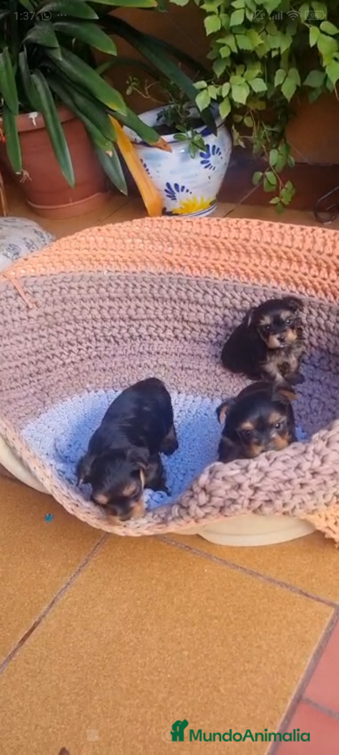 Yorkshire Terrier perros en venta: Yorkshire toy  - Anuncio 3