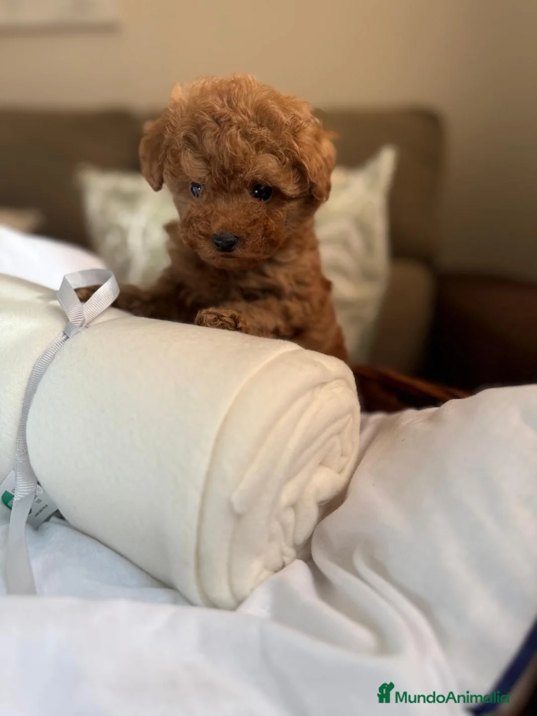 Caniche Toy perros en venta: Caniche TOY Macho líneas asiáticas  - Anuncio 2