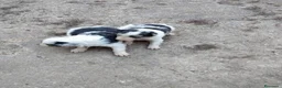 Border Collie perros en venta: Cachorros de Border collie  - Anuncio 4