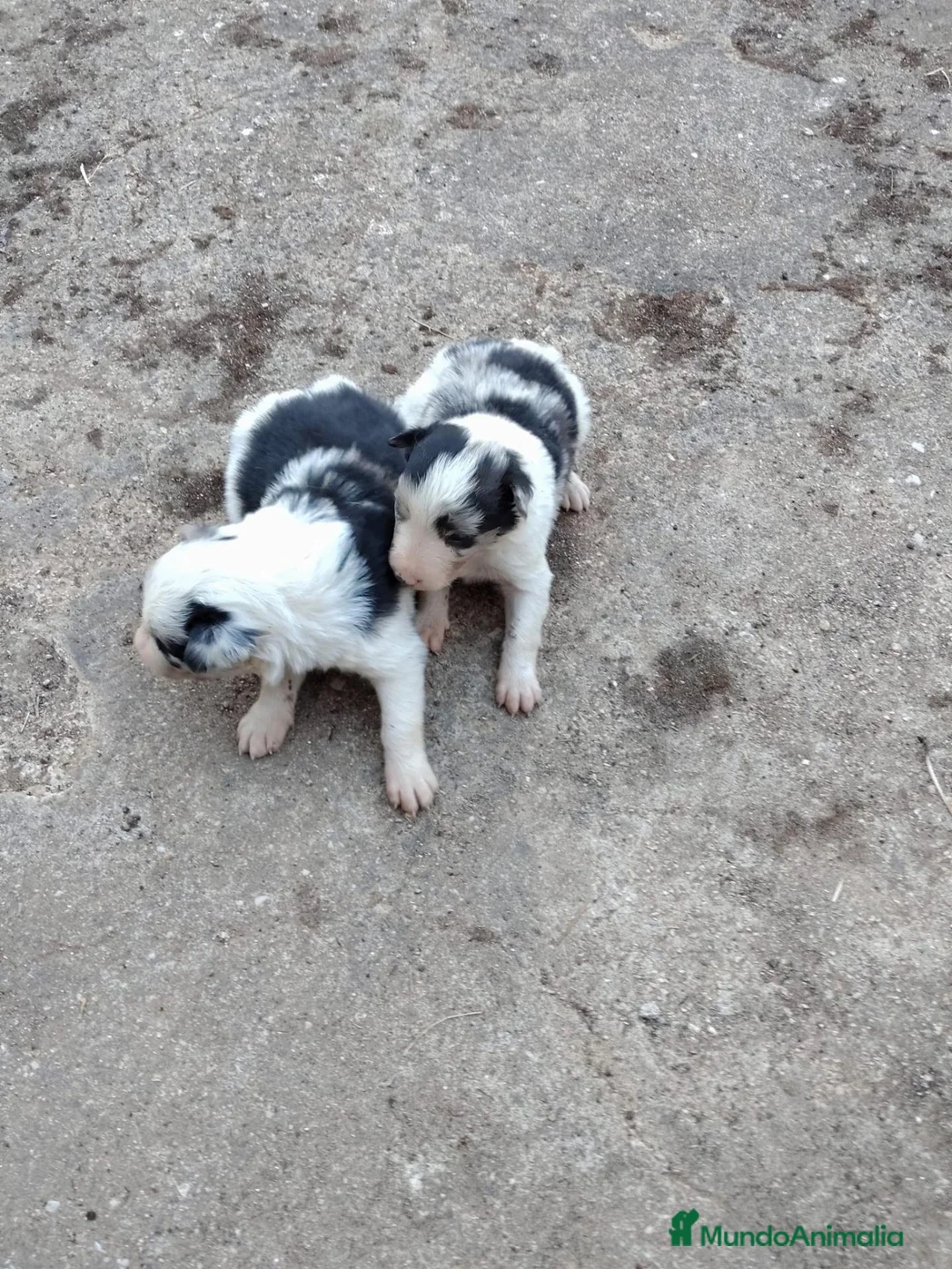 Border Collie perros en venta: Cachorros de Border collie  - Anuncio 4