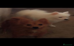 Pomerania perros en venta: Pomerania cara de zorro  - Imagen 5