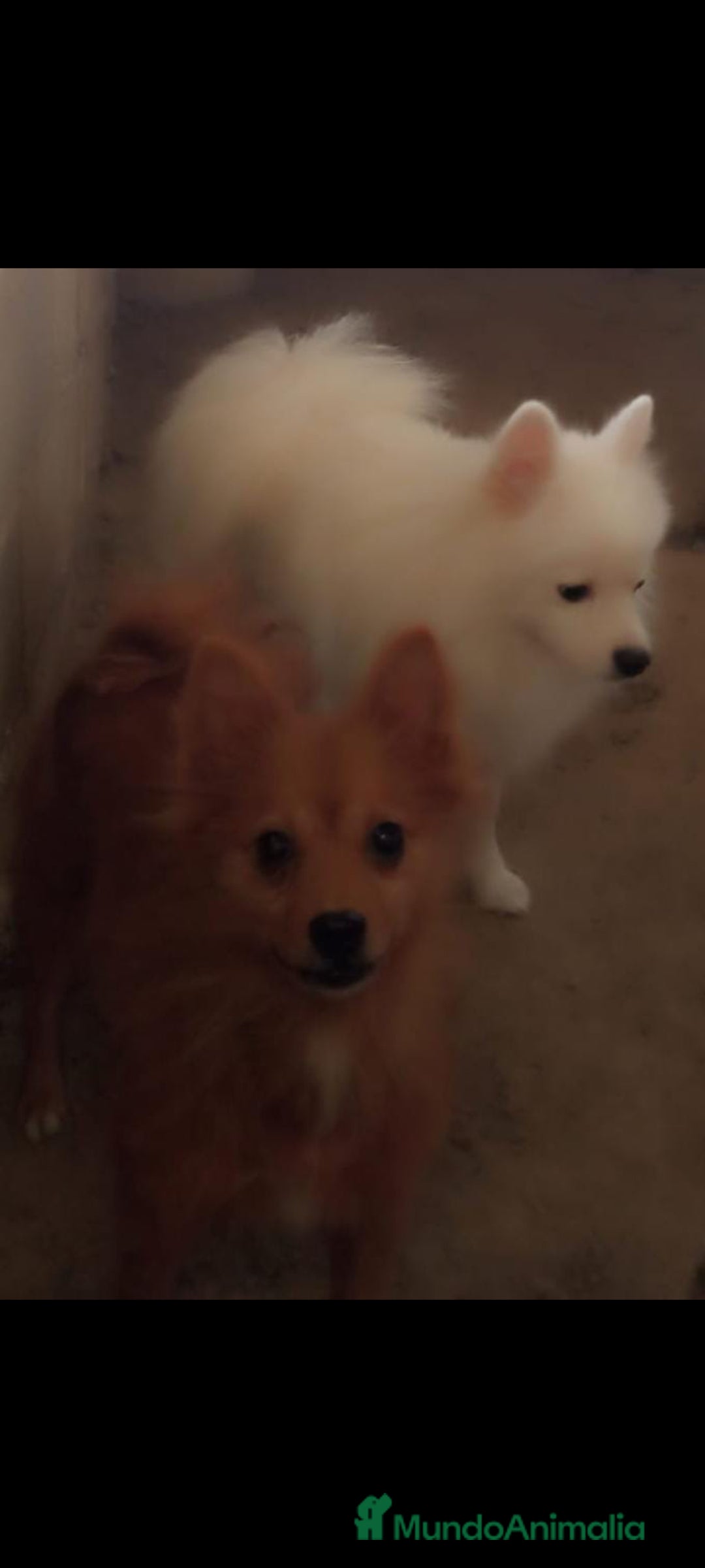 Pomerania perros en venta: Pomerania cara de zorro  - Imagen 5