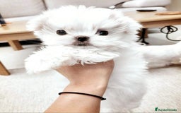 Bichón Maltés perros en venta: Bichon maltes coreano miniatura  - Imagen 3