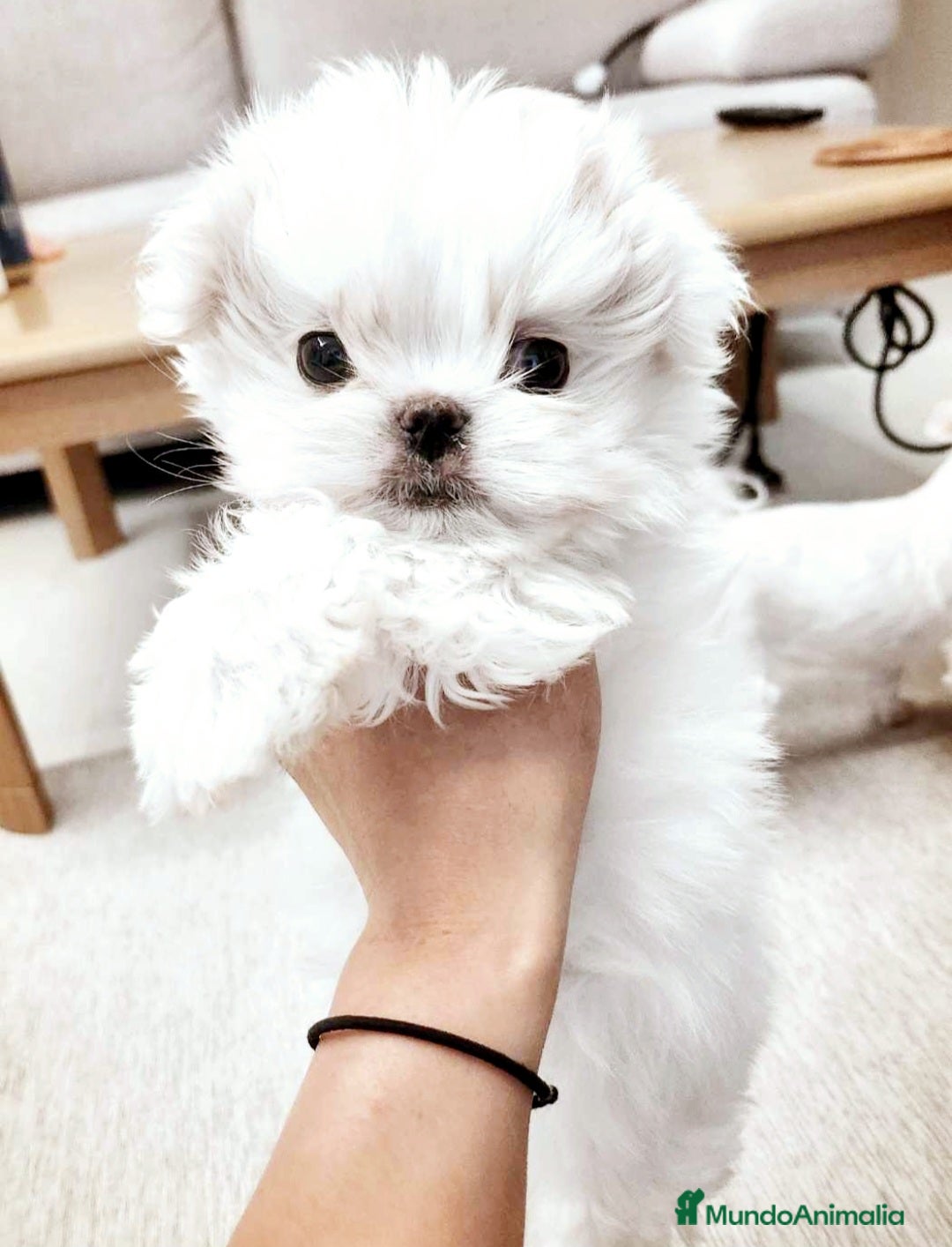 Bichón Maltés perros en venta: Bichon maltes coreano miniatura  - Imagen 3