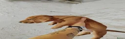 Teckel perros en venta: Teckel Arlequínes y Negros fuego - Anuncio 5