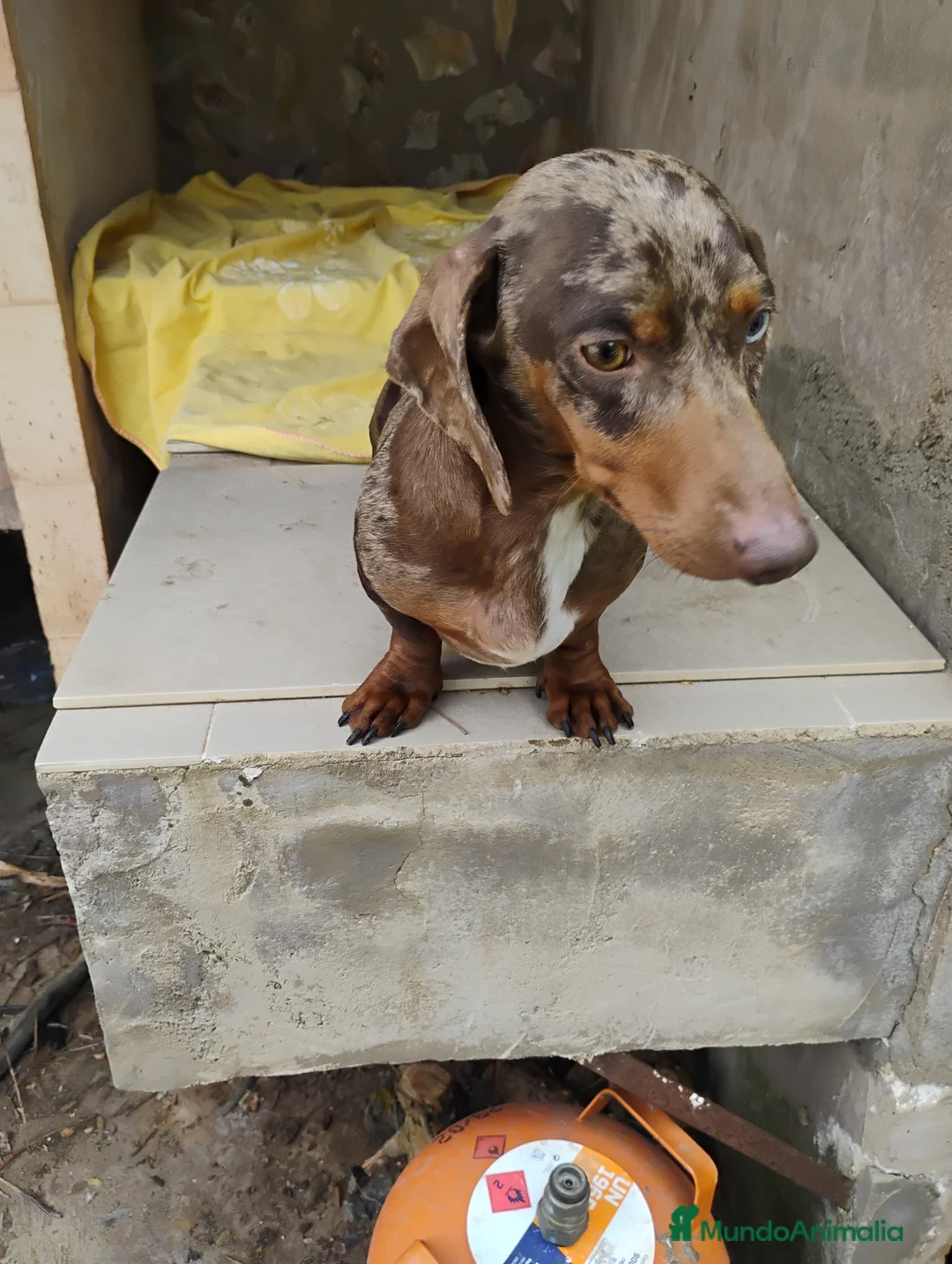 Teckel perros en venta: Macho teckel arlequín chocolate  - Anuncio 2