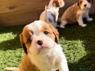 Cavalier King Charles Spaniel perros en Barcelona - Anuncio 6