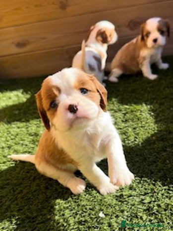 Cavalier King Charles Spaniel perros en Barcelona - Anuncio 3