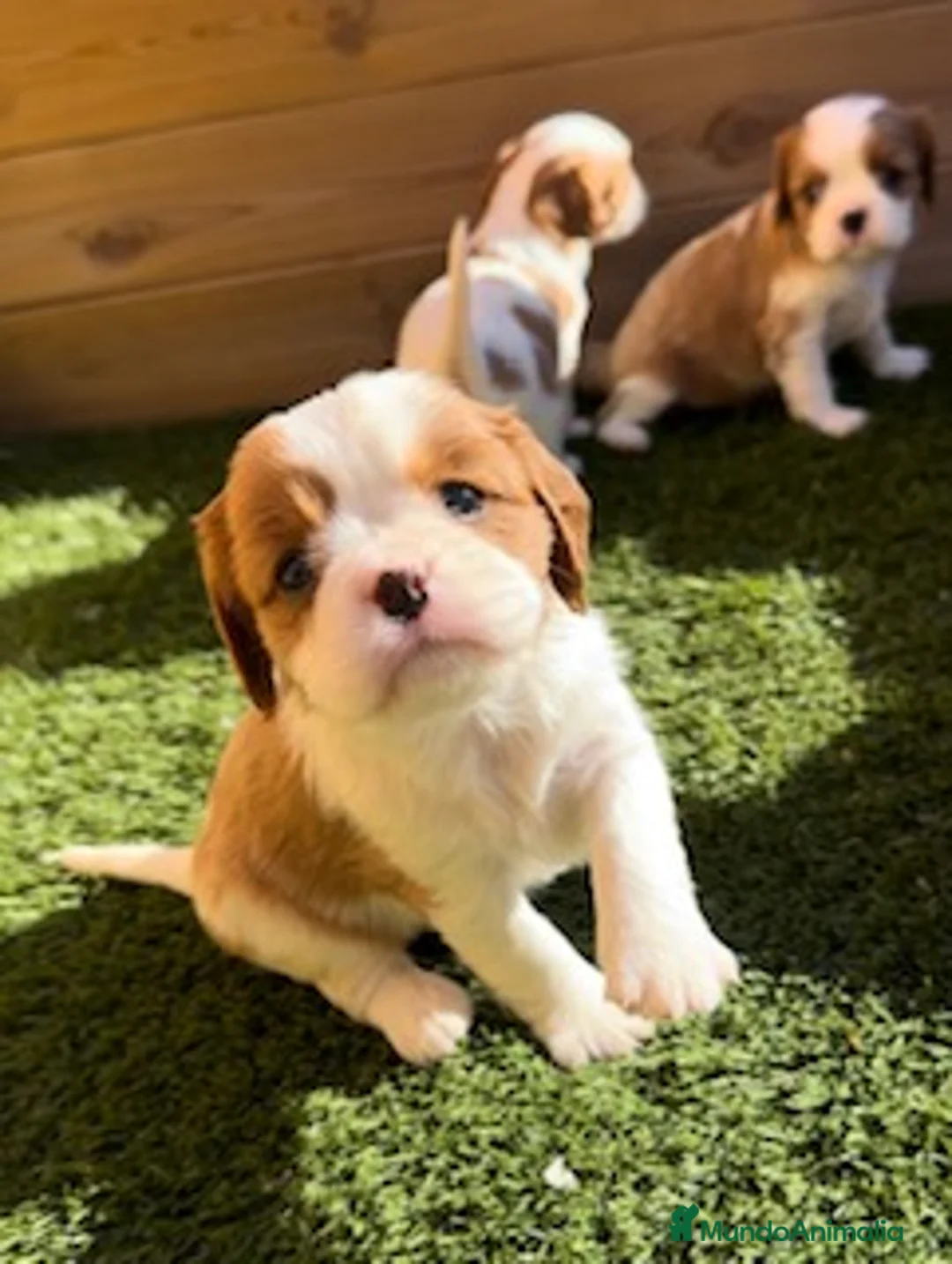Cavalier King Charles Spaniel perros en venta: CAVALIER en Barcelona - Anuncio 1