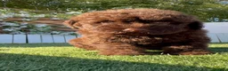 Perro de Agua Español perros en venta: PERRO DE AGUA ESPAÑOL - Anuncio 40