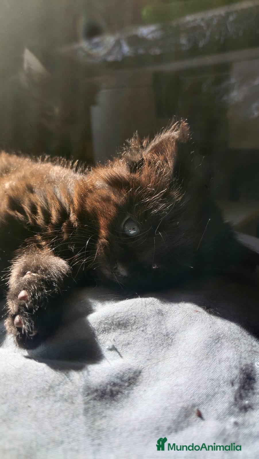 Maine Coon gatos Juguetones Mainecoon negros y tabby en Madrid - Anuncio 2