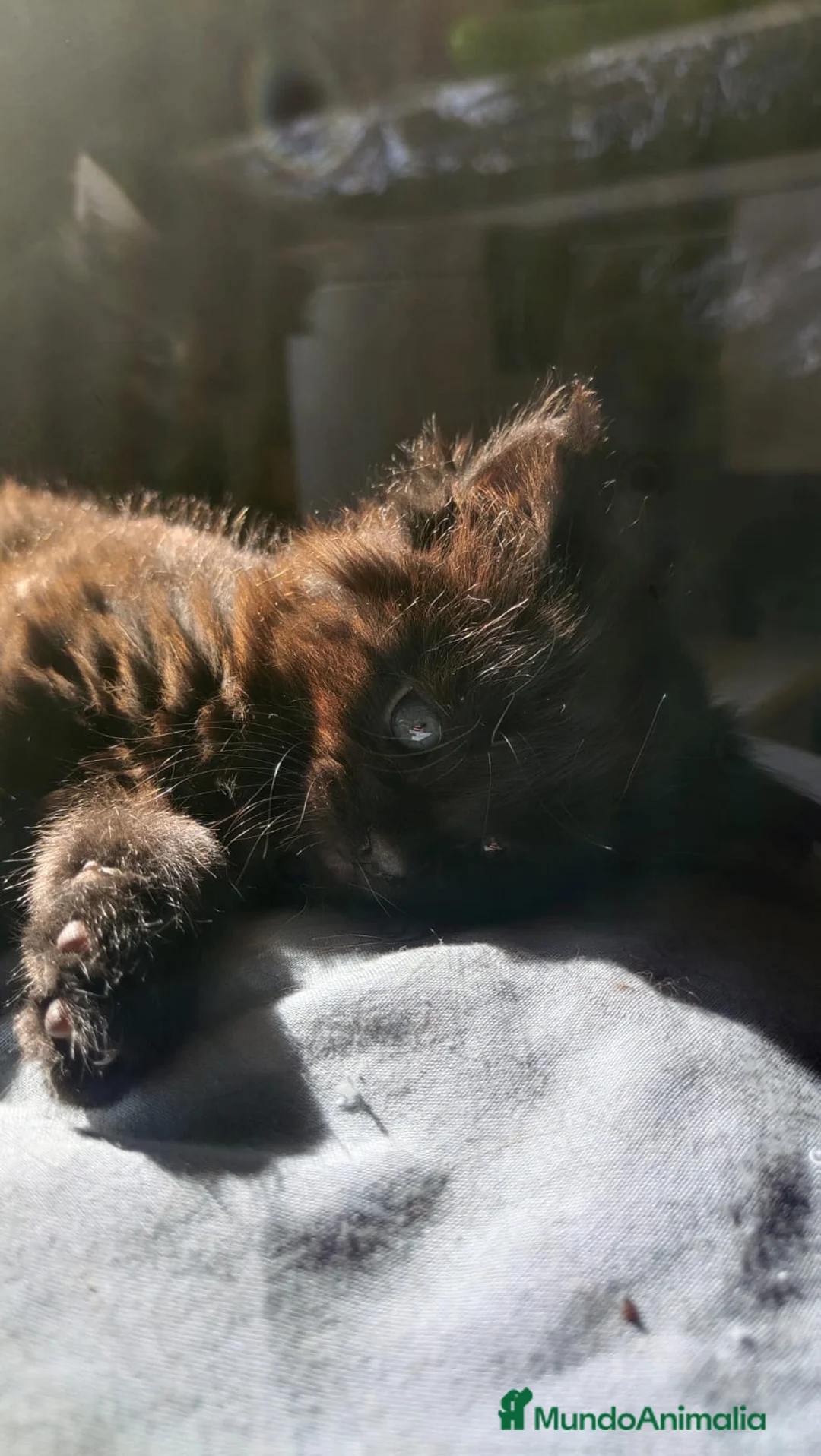 Maine Coon gatos en venta: Juguetones Mainecoon negros y tabby en Madrid - Anuncio 2