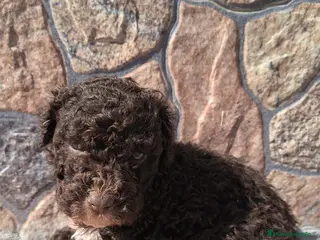 Perro de Agua Español perros No te quedes sin el tuyo! Perros de agua chocolate en Cádiz - Anuncio 2