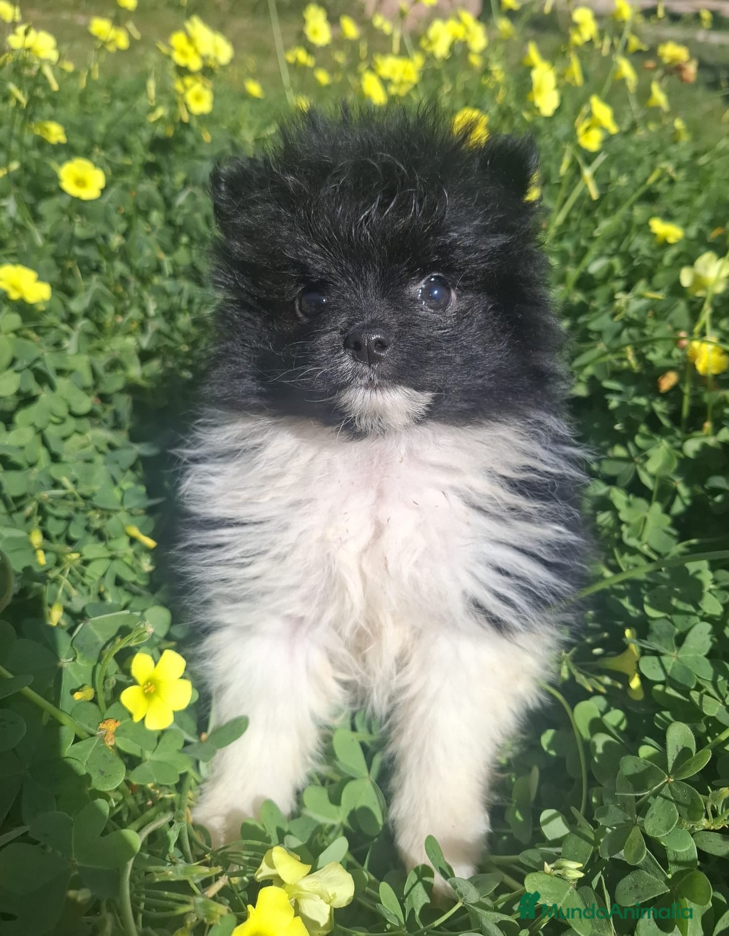 Pomerania perros POMERANIA - Anuncio 1