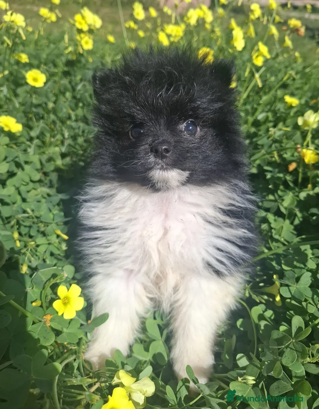 Pomerania perros en venta: POMERANIA - Anuncio 1