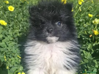 Pomerania perros POMERANIA - Anuncio 1