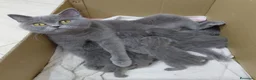 Británico de Pelo Corto gatos en venta: Gatos Brithish shorthair  - Anuncio 7