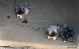 Shih Tzu perros en venta: SHIH TZU  - Imagen 8