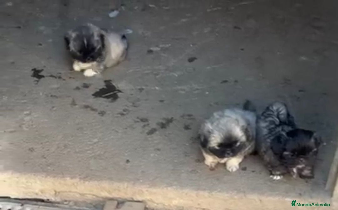 Shih Tzu perros en venta: SHIH TZU  - Imagen 8