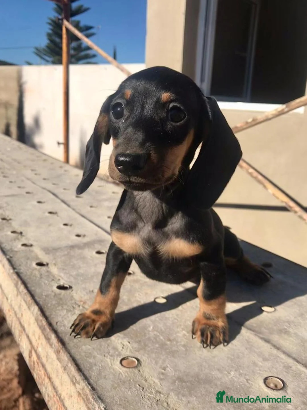 Teckel perros para monta: Varios sementales  en Valencia - Anuncio 3