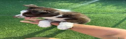 Border Collie perros en adopcion: Preciosos border collie  - Anuncio 4