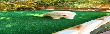 Pomerania 1 Macho Toy 