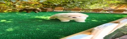 Pomerania perros en venta: Pomerania Lulu Toy Macho Blanco crema precioso  - Anuncio 2