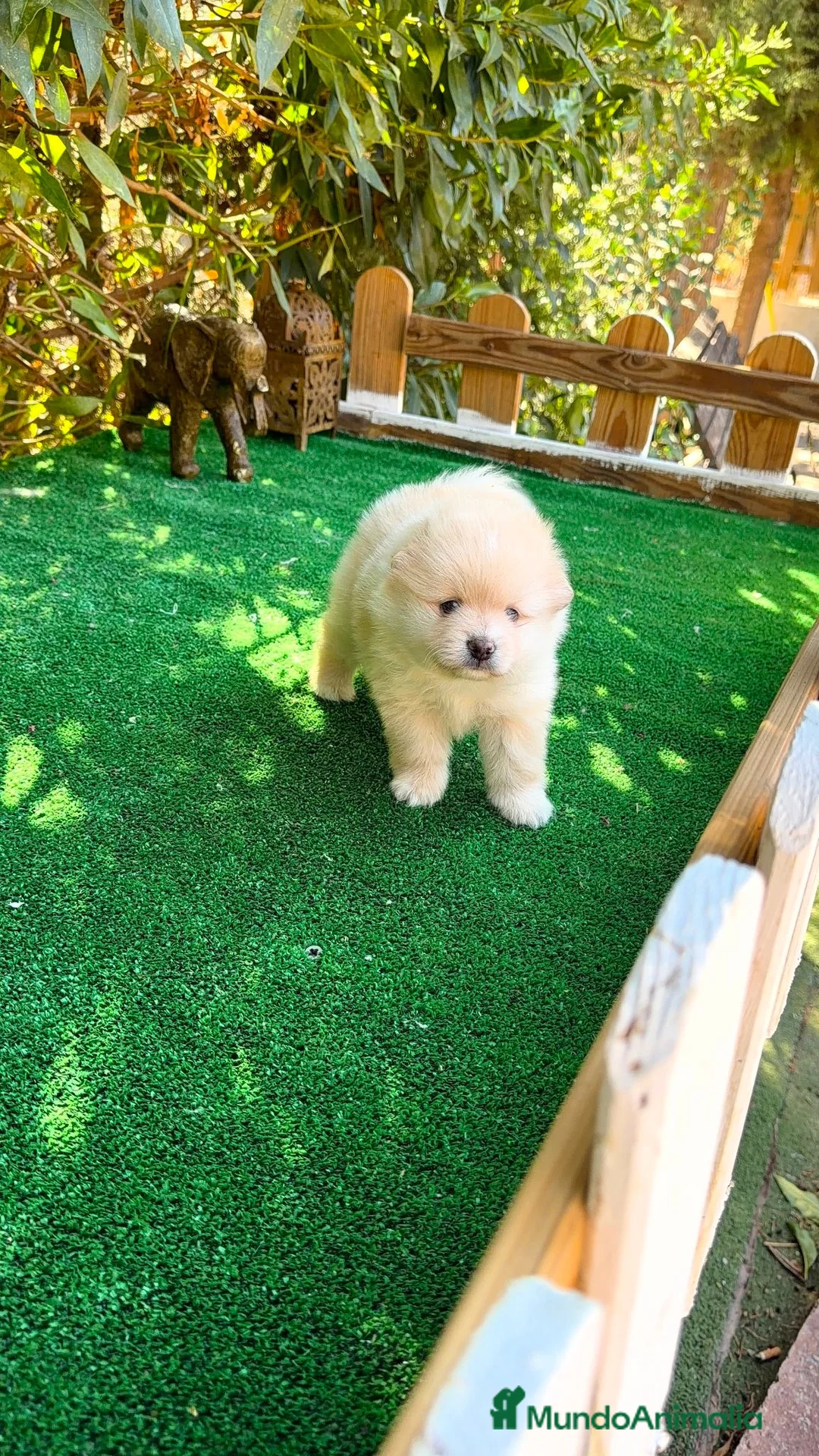 Pomerania perros en venta: Pomerania Lulu Toy Macho Blanco crema precioso  - Anuncio 2