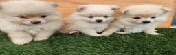 Raza Mixta perros en venta: Spitz aleman  - Anuncio 5