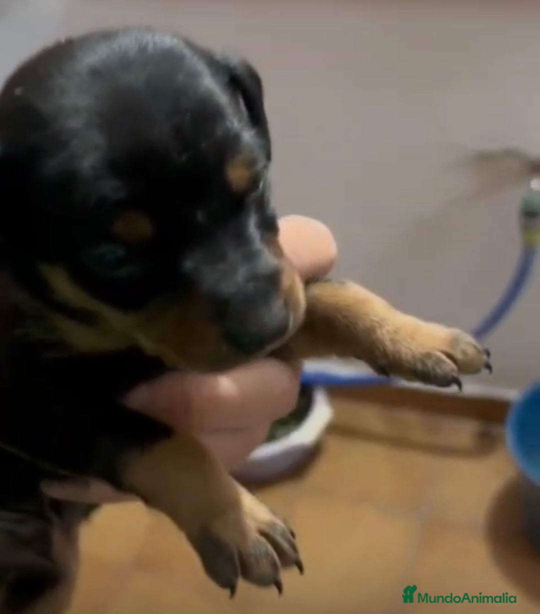 Pinscher Miniatura perros en venta: Pinscher miniatura  - Anuncio 6