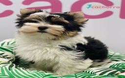 Biewer Yorkshire Terrier a la Pom Pon perros en venta: BIEWER - Imagen 1