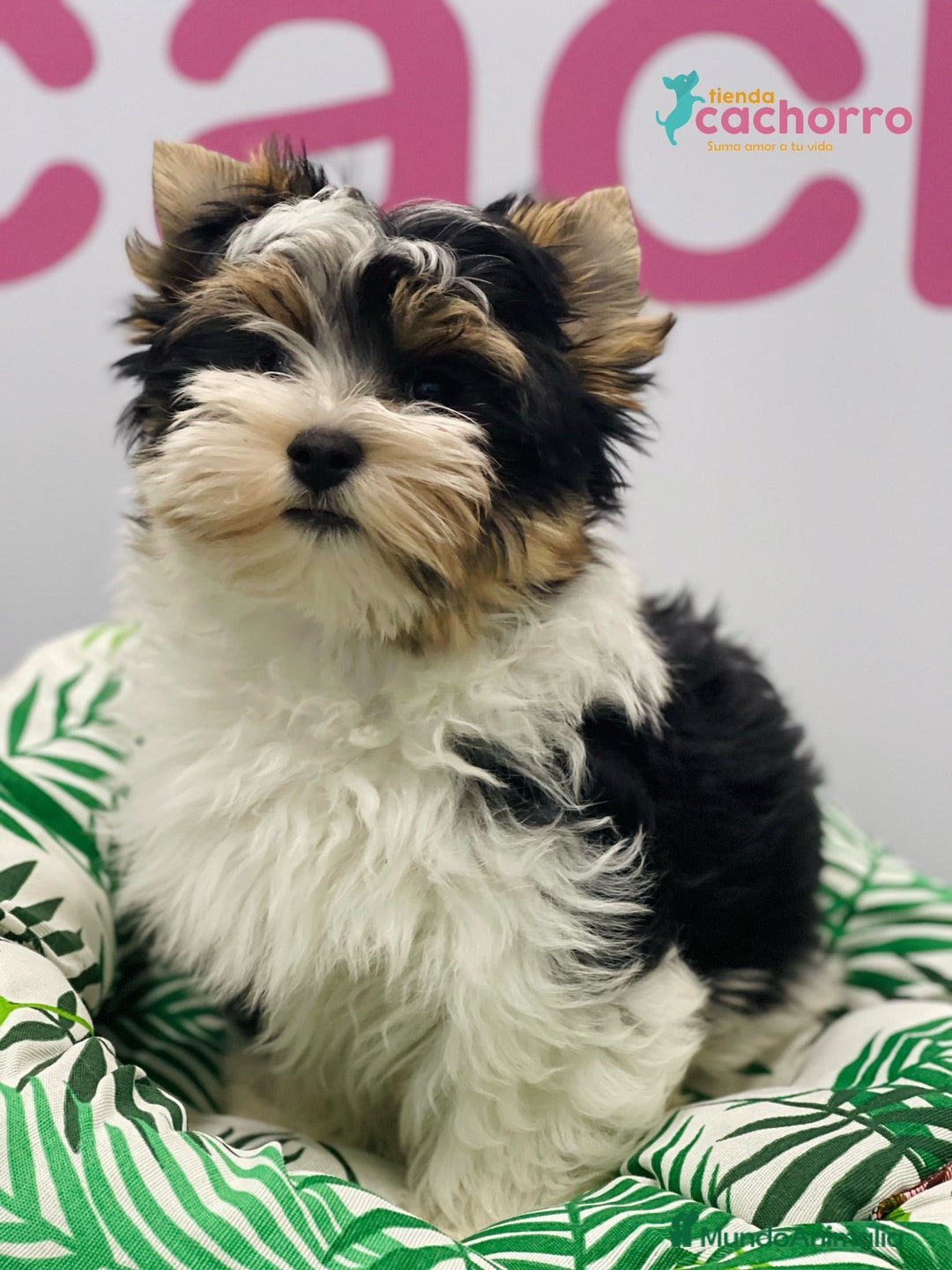 Biewer Yorkshire Terrier a la Pom Pon perros en venta: BIEWER - Imagen 1