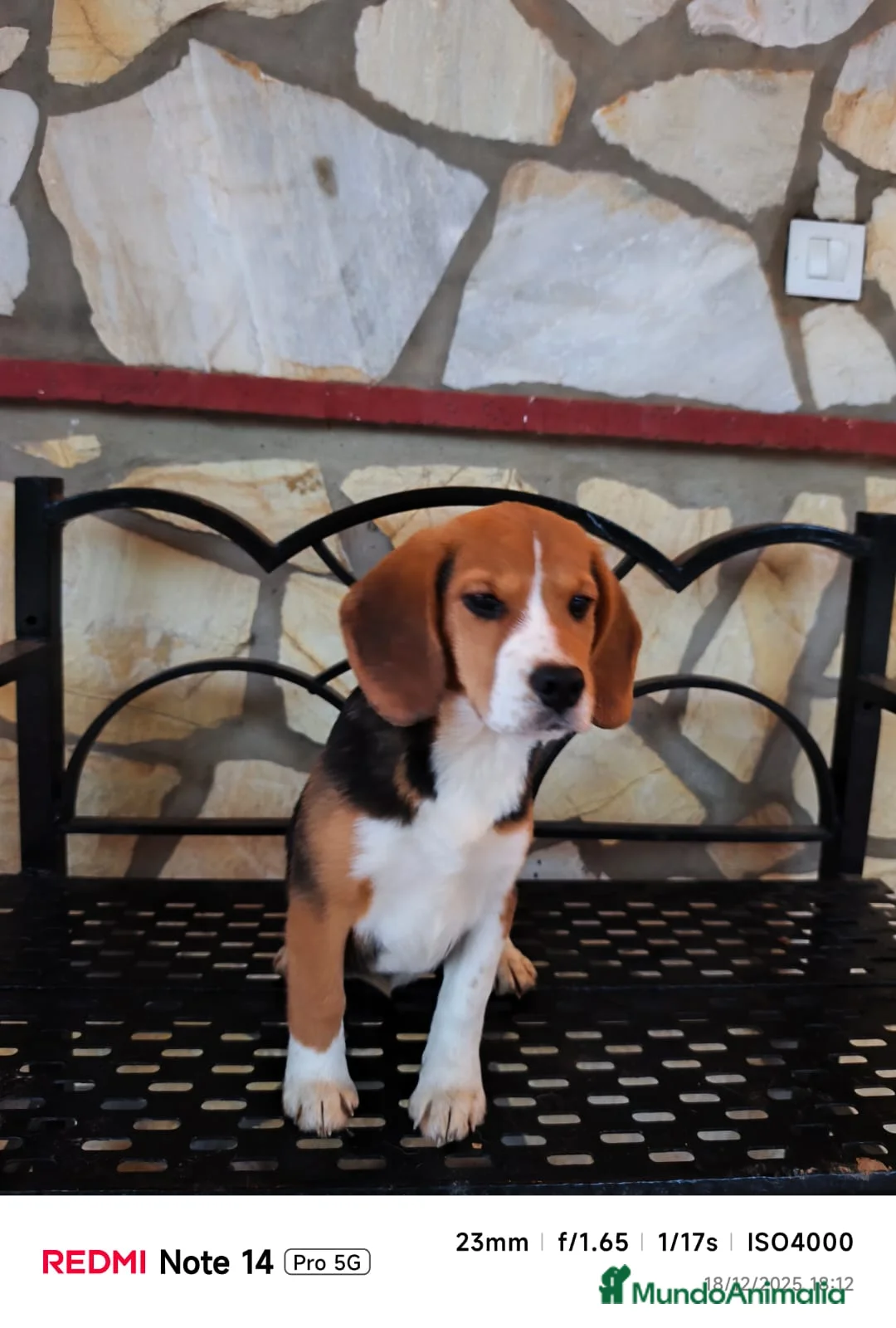 Beagle perros en venta: Cachorros de Beagle  - Anuncio 2