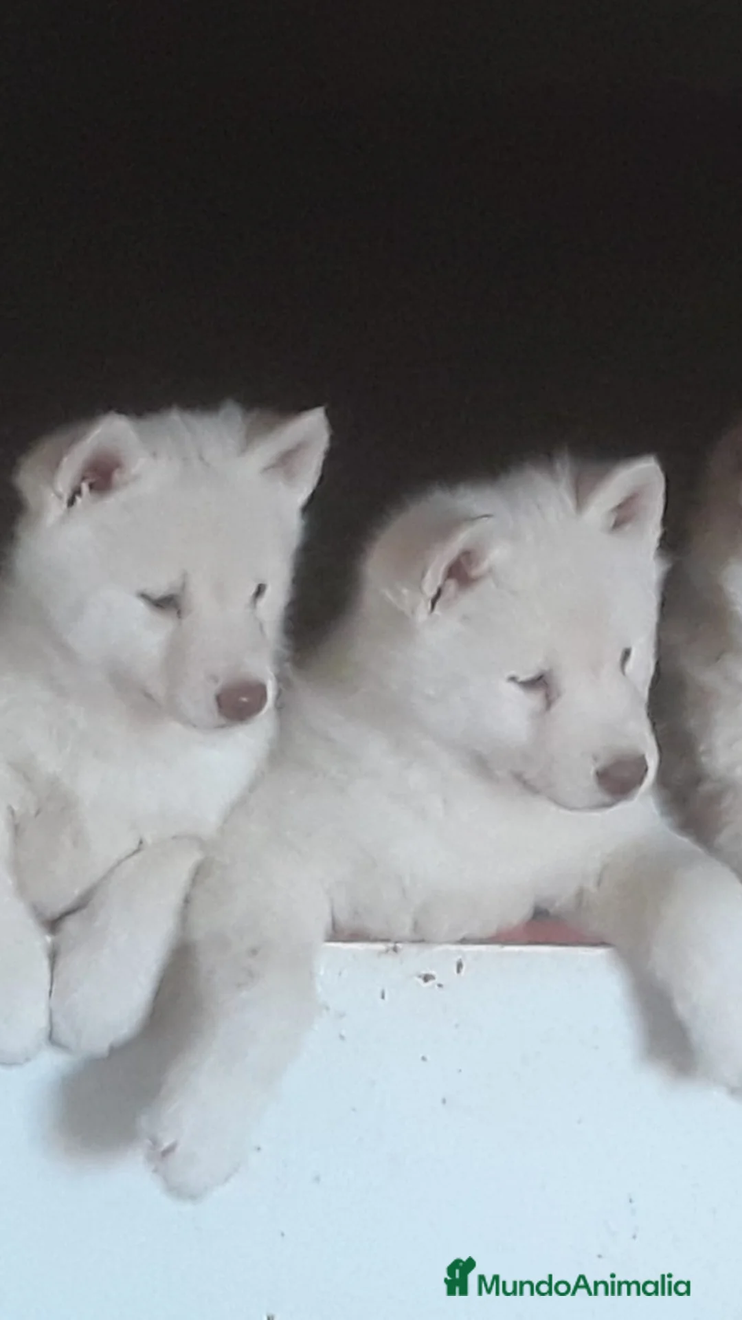 Husky Siberiano perros en venta: Siberian husky  - Anuncio 1