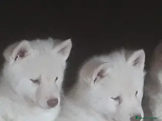 Husky Siberiano perros Siberian husky - Anuncio 2