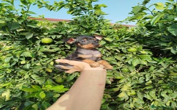 Pinscher Miniatura perros en venta: Mini Pincher toy - Imagen 3