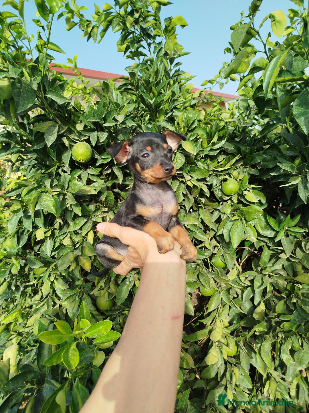 Pinscher Miniatura perros en venta: Mini Pincher toy - Imagen 3