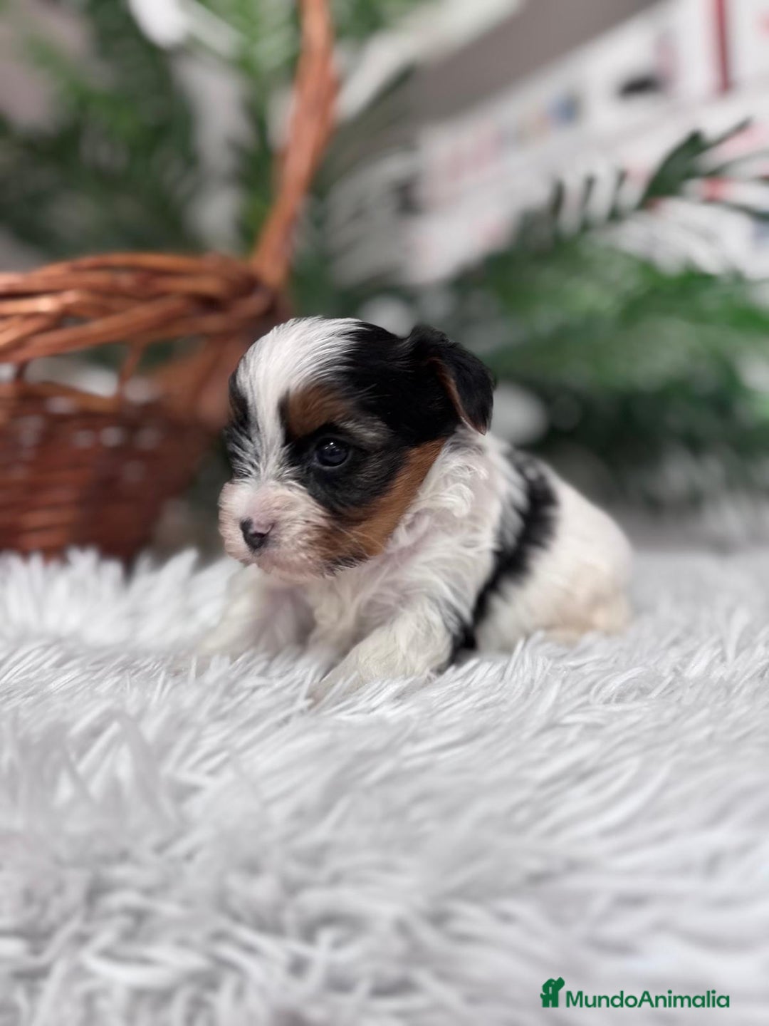 Yorkshire Terrier perros en venta: YORKSHIRE BIEWER - Anuncio 10