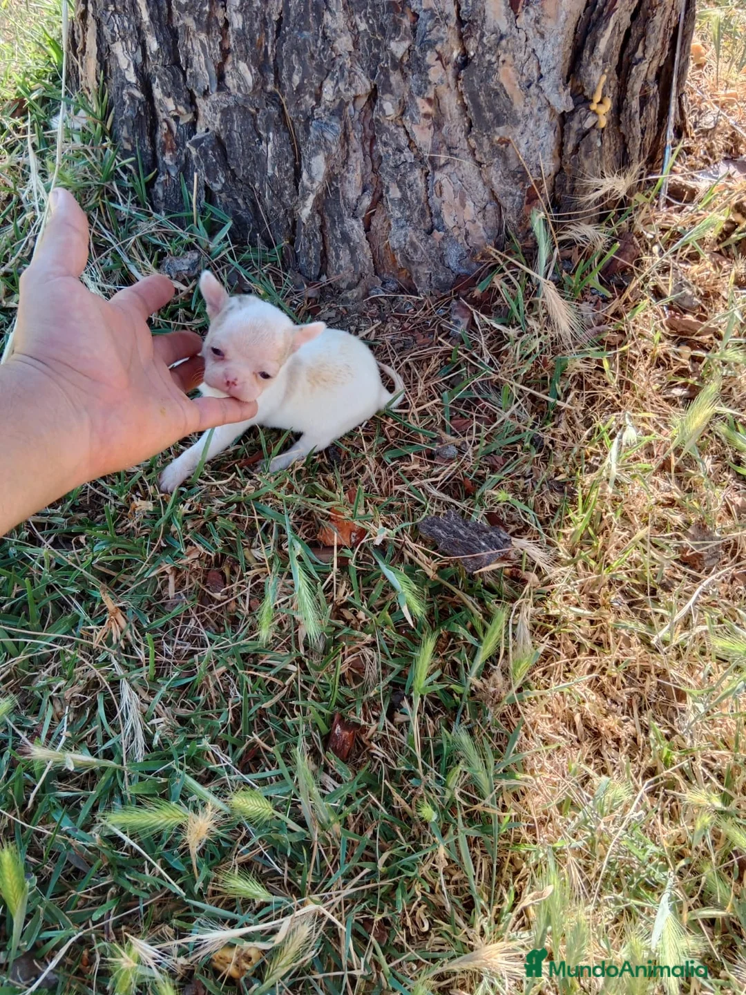 Chihuahua perros en venta: Chihuhua macho  - Anuncio 9